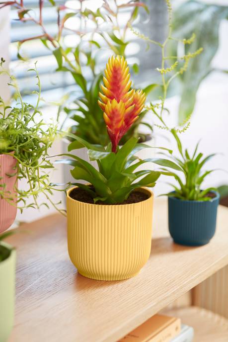 vibes fold rund 16cm buttergelb